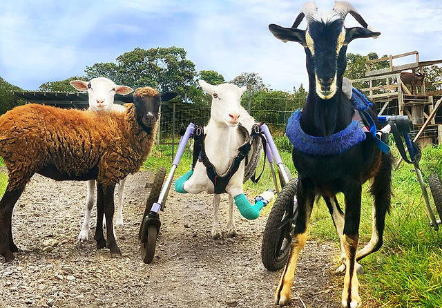 About Hawaii Animal Sanctuary